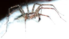 Agelenopsis PEM-041 by Patrick Edwin Moran. Used under a CC BY-SA 3.0 license.