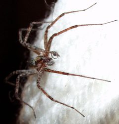 Agelenopsis PEM P5060003 by Patrick Edwin Moran. Used under a CC BY-SA 3.0 license.