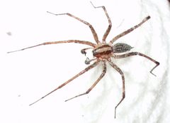 Agelenopsis PEM P5060013 by Patrick Edwin Moran. Used under a CC BY-SA 3.0 license.