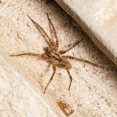 Barronopsis texana by Jgw-atx. Used under a CC BY 4.0 license.