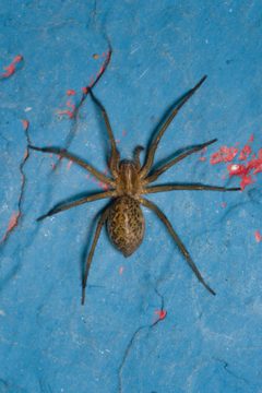 Eratigena agrestis female dorsal Bytom by Adrian Tync. Used under a CC BY-SA 4.0 license.