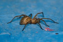 Eratigena agrestis female lateral Bytom by Adrian Tync. Used under a CC BY-SA 4.0 license.