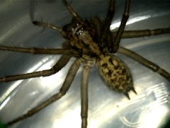 Hobo Spider by Julien Lino-Wiseman. Used under a CC BY-SA 3.0 license.