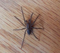 Hobo spider in western Washington by Ron Clausen. Used under a CC0 license.