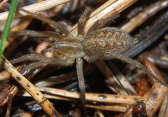 Tegenaria agrestis 070903 by Rainer Altenkamp, Berlin. Used under a CC BY-SA 3.0 license.