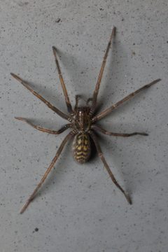 Eratigena atrica Bytom by Adrian Tync. Used under a CC BY-SA 4.0 license.