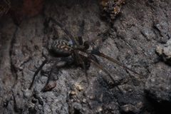 Eratigena atrica female Bytom by Adrian Tync. Used under a CC BY-SA 4.0 license.