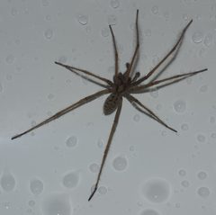 Eratigena duellica P1050807a by 
xpda. Used under a CC BY-SA 4.0 license.