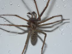 Eratigena duellica P1050809a by 
xpda. Used under a CC BY-SA 4.0 license.