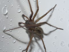 Eratigena duellica P1050811a by 
xpda. Used under a CC BY-SA 4.0 license.