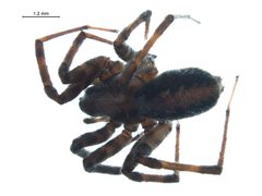 Novalena intermedia by G. Blagoev, Centre for Biodiversity Genomics. Used under a CC BY-SA 3.0 license.