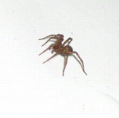 Katnik domowy Tegenaria domestica by wikipedia. Used under a CC BY-SA 3.0 license.