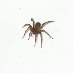 Katnik domowy Tegenaria domestica1 by wikipedia. Used under a CC BY-SA 3.0 license.