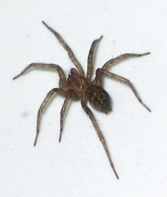 Katnik domowy Tegenaria domestica2 by wikipedia. Used under a CC BY-SA 3.0 license.