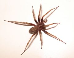 Spider-2007-10-09 by Sanchom. Used under a Public domain license.