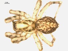Coras aerialis by Gergin Blagoev, Biodiversity Institute of Ontario, Unspecified. Used under a CC0 license.