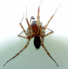 Coras may be juvenilis01 by Patrick Edwin Moran. Used under a CC BY-SA 3.0 license.