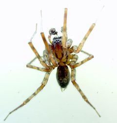 Coras may be juvenilis02 by Patrick Edwin Moran. Used under a CC BY-SA 3.0 license.