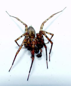 Coras may be juvenilis03 by Patrick Edwin Moran. Used under a CC BY-SA 3.0 license.