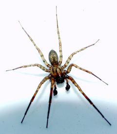 Coras may be juvenilis04 by Patrick Edwin Moran. Used under a CC BY-SA 3.0 license.