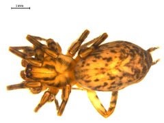 Coras lamellosus 1 by Gergin Blagoev, Biodiversity Institute of Ontario, Unspecified. Used under a CC BY-SA 3.0 license.