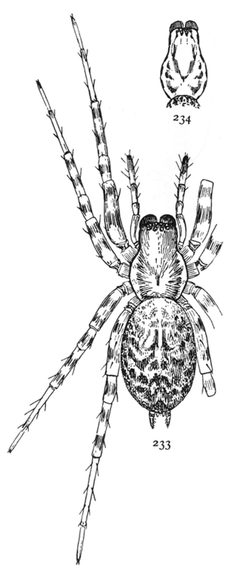Common Spiders U.S. 233-4 by James Henry Emerton (1847 – 1931). Used under a Public domain license.