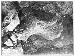 Common Spiders U.S. 238 by James Henry Emerton (1847 – 1931). Used under a Public domain license.