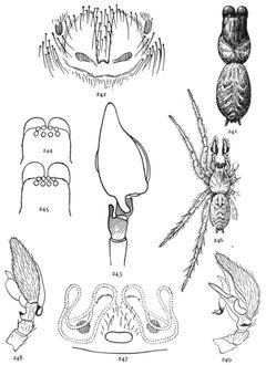 Common Spiders U.S. 241-9 by James Henry Emerton (1847 – 1931). Used under a Public domain license.