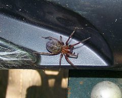 Coras medicinalis by 03denali. Used under a Public domain license.