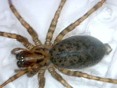 Coras medicinalis PEM by Patrick Edwin Moran. Used under a CC BY-SA 3.0 license.