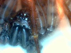 Coras sp eyes PEM by Patrick Edwin Moran. Used under a CC BY-SA 3.0 license.