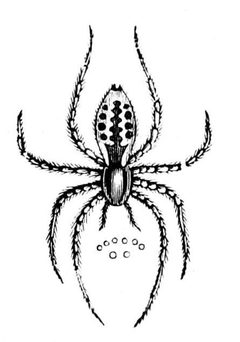 PSM V33 D814 Common house spider by Unknown authorUnknown author. Used under a Public domain license.