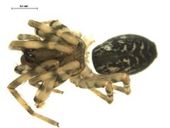 Coras montanus 1 by Gergin Blagoev, Centre for Biodiversity Genomics. Used under a CC BY-SA 3.0 license.