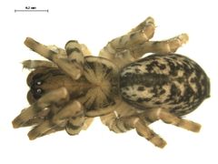 Coras montanus 2 by Gergin Blagoev, Centre for Biodiversity Genomics. Used under a CC BY-SA 3.0 license.