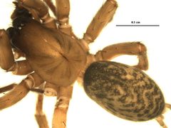 Wadotes calcaratus 1 by Gergin Blagoev, Centre for Biodiversity Genomics. Used under a CC BY-SA 3.0 license.