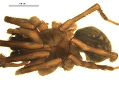 Wadotes calcaratus 2 by Gergin Blagoev, Centre for Biodiversity Genomics. Used under a CC BY-SA 3.0 license.
