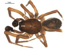 Amaurobius borealis 1 by Gergin Blagoev, Centre for Biodiversity Genomics. Used under a CC BY-SA 3.0 license.