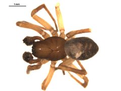 Amaurobius borealis 2 by Gergin Blagoev, Centre for Biodiversity Genomics. Used under a CC BY-SA 3.0 license.