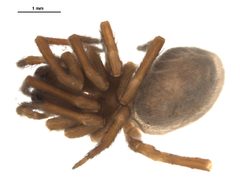 Amaurobius borealis female by Gergin Blagoev, Centre for Biodiversity Genomics. Used under a CC BY-SA 3.0 license.