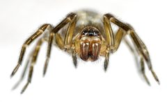 Amaurobius similis by AJC1. Used under a CC BY-SA 2.0 license.