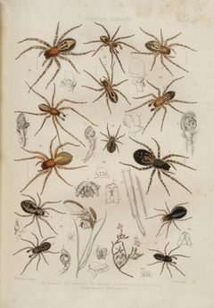 BlackwallSpidersPlateIX by John Blackwall. Used under a Public domain license.