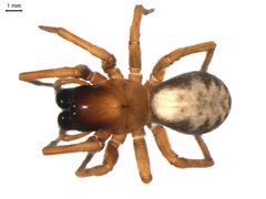 Callobius bennetti 1 by Gergin Blagoev. Used under a CC0 license.