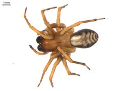 Callobius bennetti 2 by Gergin Blagoev. Used under a CC0 license.