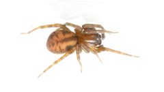 Callobius bennetti 66584718 by Dan MacNeal. Used under a CC BY 4.0 license.