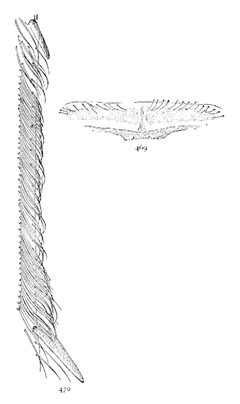 Common Spiders U.S. 469-0 Callobius bennetti by James Henry Emerton (1847 – 1931). Used under a Public domain license.