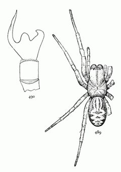 Common Spiders U.S. 489-0 Callobius bennetti by James Henry Emerton (1847 – 1931). Used under a Public domain license.