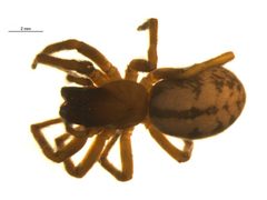 Callobius nomeus f by G. Blagoev, Centre for Biodiversity Genomics. Used under a CC0 license.