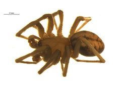 Callobius nomeus m by G. Blagoev, Centre for Biodiversity Genomics. Used under a CC0 license.