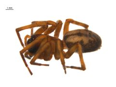 Callobius pictus f1 by G. Blagoev, Centre for Biodiversity Genomics. Used under a CC BY-SA 3.0 license.