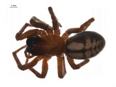 Callobius pictus f2 by G. Blagoev, Centre for Biodiversity Genomics. Used under a CC BY-SA 3.0 license.